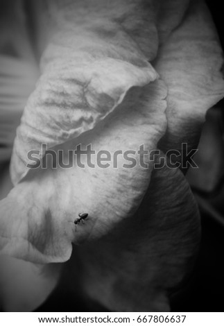A black and grey, close-up photograph of an ant investigating a Pink Camellia Japonica Flower in Brisbane, Australia. 