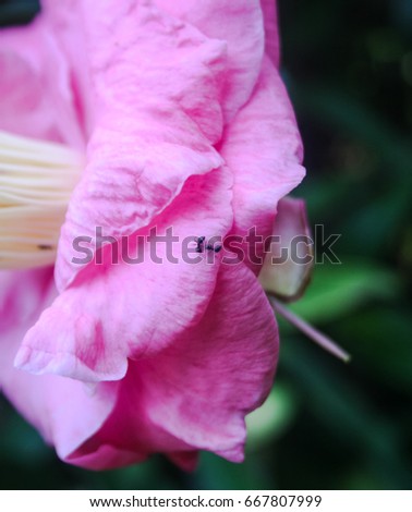 A couple of ants on a petal of a Pink Camellia Japonica Flower in Brisbane, Australia. 