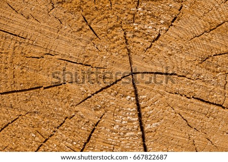 Wood logs. Timber logging in forest. Freshly cut tree logs piled up as background texture
