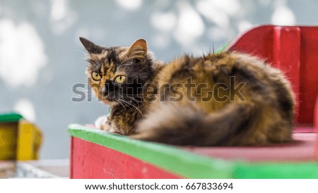 Three colored cat lying on a wooden bench.