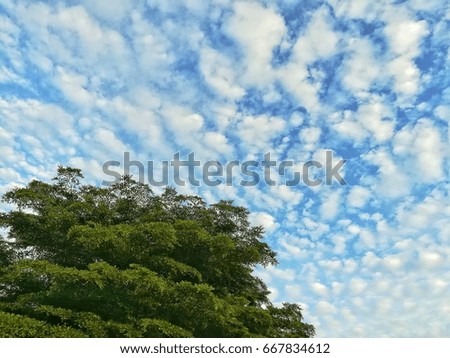 Cirrocumulus Cloud, sky and big tree. Picture with copy space