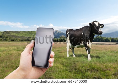 mobile phone with cow on pasture in blue sky