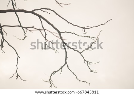 Minimal Leafless Branches