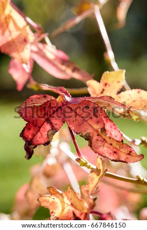 Floral color outdoor foliage image of a soft colored red orange autumnal leaf on blurred natural background taken on a sunny day in winter or in fall
