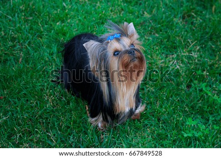 Yorkshire Terrier Dog on the green grass play