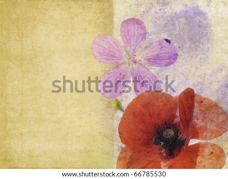 floral illustration and background