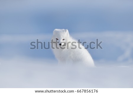 Polar fox in wintery landscape, Svalbard, Norway. Wildlife action scene from nature, Vulpes lagopus, in the nature habitat. Cold winter with fox. Royalty-Free Stock Photo #667856176