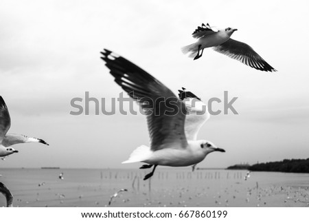 flying seagulls
