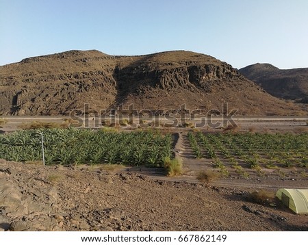 Dates/Ajwa Farms in Madinah City of Saudi Arabia with Beautifull View of Mountains Picture taken on 26 June 2017. 