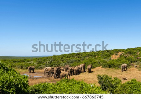 Elephants in Addo Elephant National Park in Port Elizabeth - South Africa