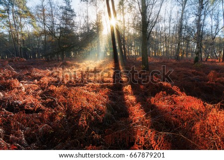 Beautiful sunburst morning sunrise in autumn in a forest in the Netherlands with vibrant red brown ferns and birch trees