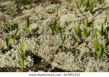 Green grass and leaves in sunlight for background or wallpaper