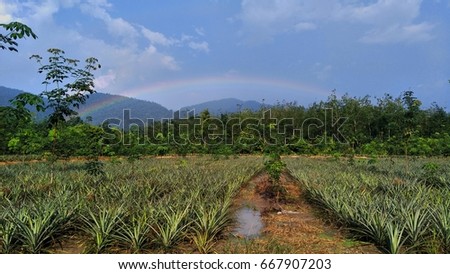 evening scenery at pineapple plantation with a blue sky and a rainbow as a background