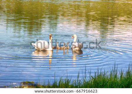 Pair of mute swans (Cygnus olor) with downy Chicks (ugly ducklings) on lake