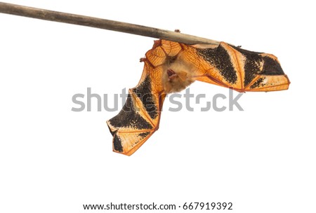 Bat on White.A small brown bat hanging upside down on a branch.