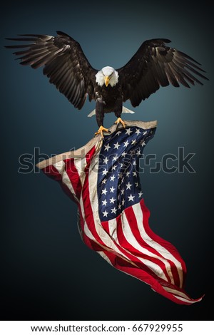 North American Bald Eagle with American flag. Royalty-Free Stock Photo #667929955