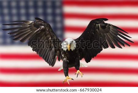 North American Bald Eagle flying with American flag.