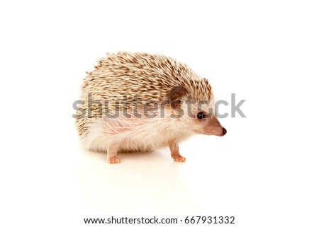 Nice pet. Brown hedgehog isolated on white background.