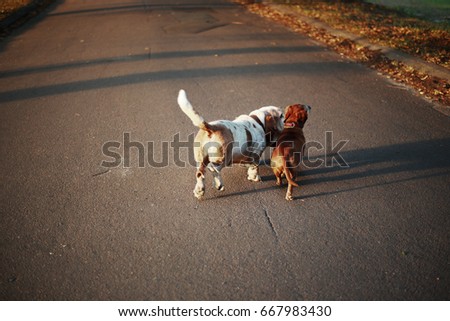 two dogs walking in the park