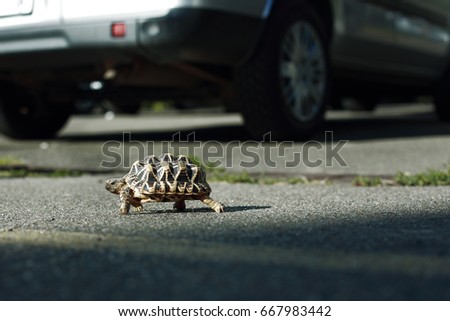 tortoise crossing a road with blurred car