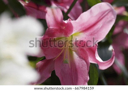 Pink orchid in spring, Colorful photo of pink orchid with green background, Selective focus with very shallow depth of field