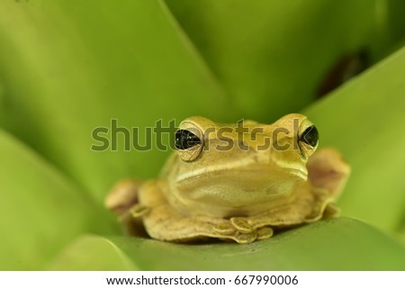 Frog sitting on branch in green background.