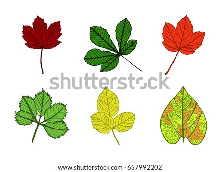 Vector icon of autumn leaves