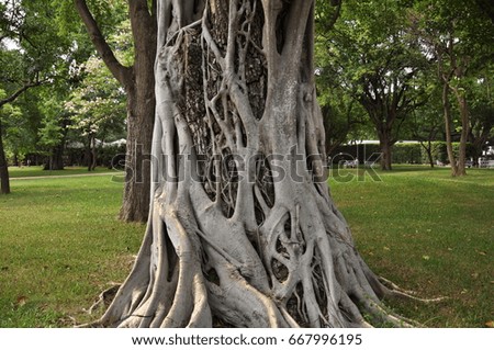 tree in the park Royalty-Free Stock Photo #667996195