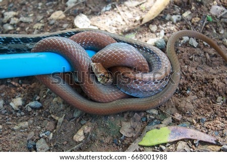 The snake is caught with a snake made of plastic hose.