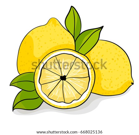 Lemons and leaves, sketch, illustration, vector