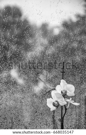 white orchid against the rainy window  ,single ,violet, green background ,nature ,rain, glass   ,beautiful ,decoration ,black and white photo