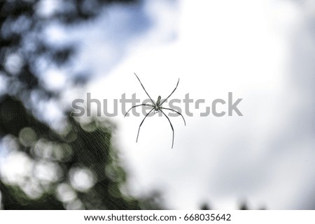 Spider on Cobweb and nature bokeh background
