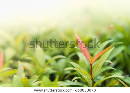 Red leaf among green leaves and sunlight in the morning using for natural background.