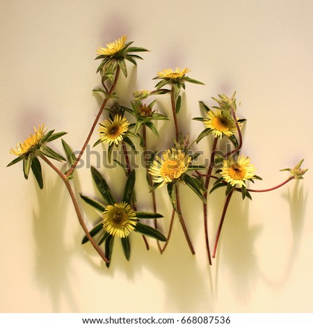 Artistic flower arrangement on white background. Home decor printable wall art, illustration. Wildflower bohemian print.