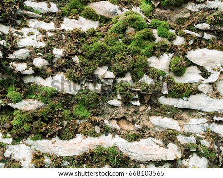 Tree roots in green moss
