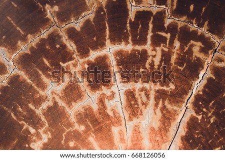Cross section of tree trunk textured background