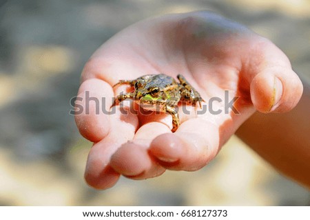 An ordinary toad in the palm of your hand. Background blur