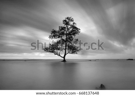 Single tree in the middle of the sea