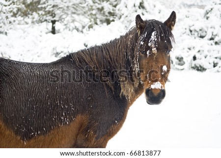 A brown horse standing in the snow