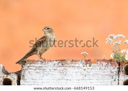 Passer domesticus. Female Common Sparrow.