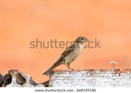 Passer domesticus. Female Common Sparrow.
