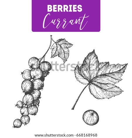 Currant hand drawn illustration set. Engraved food image. Berry sketch element for design.