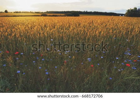 Beautiful summer field with corn poppies and cornflowers at sunny day