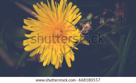 Close up of Dandelion  flowers growing in field