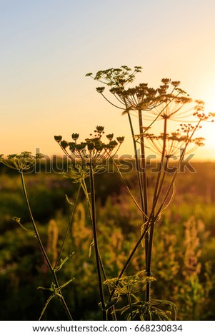 Weeds on a sunset background in the summer season.