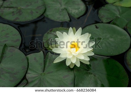 beautiful lotus flower is complimented by the rich colors of the deep water surface.