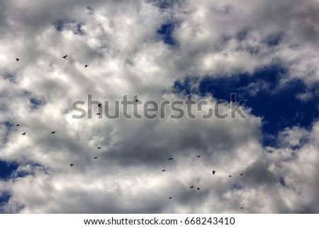 Flight of birds - ravens and crows in sky. 