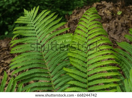 green ferns, example of greenery: the Panton color for 2017
