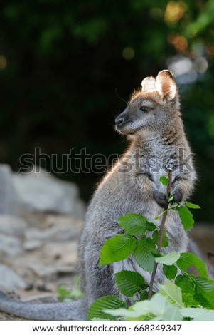 Red necked Wallaby kangaroo baby graze (Macropus rufogriseus)