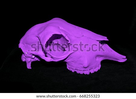 Bright Painted Sheep Animal Skull on Black Background
